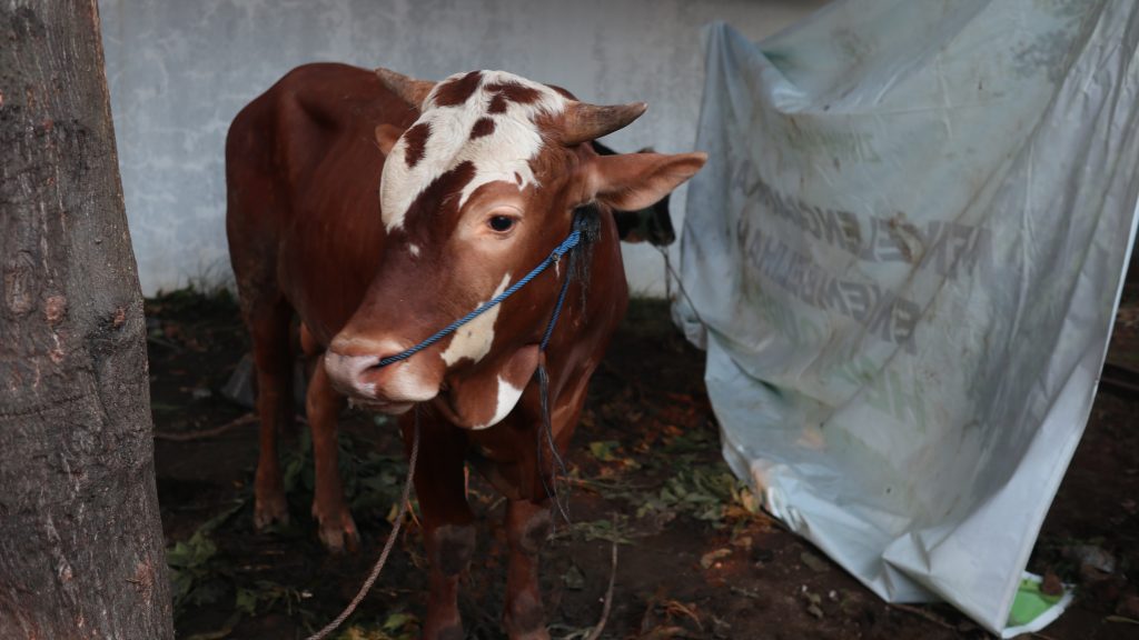 apa itu qurban modern