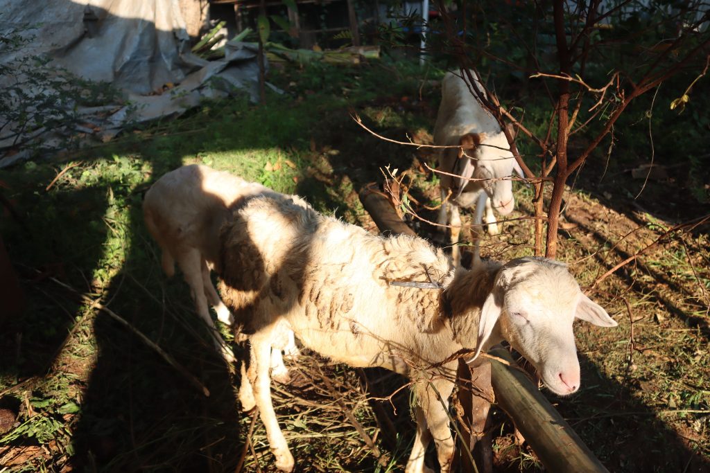 apa itu qurban digital