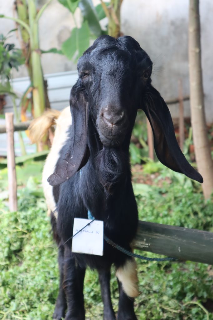 apa itu qurban anak