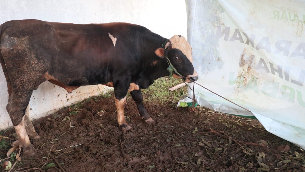 apa itu qurban kambing