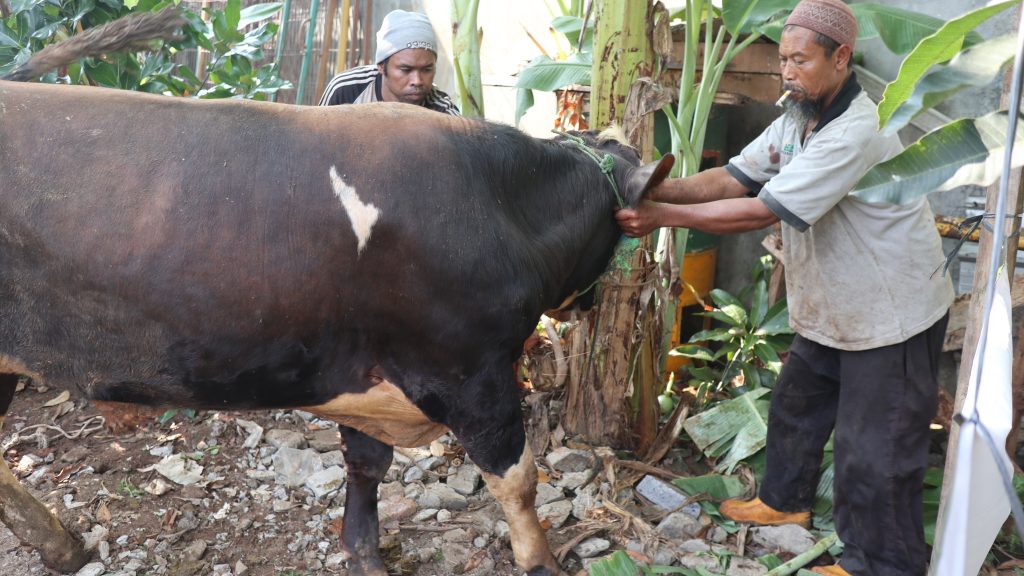 apa itu qurban sapi
